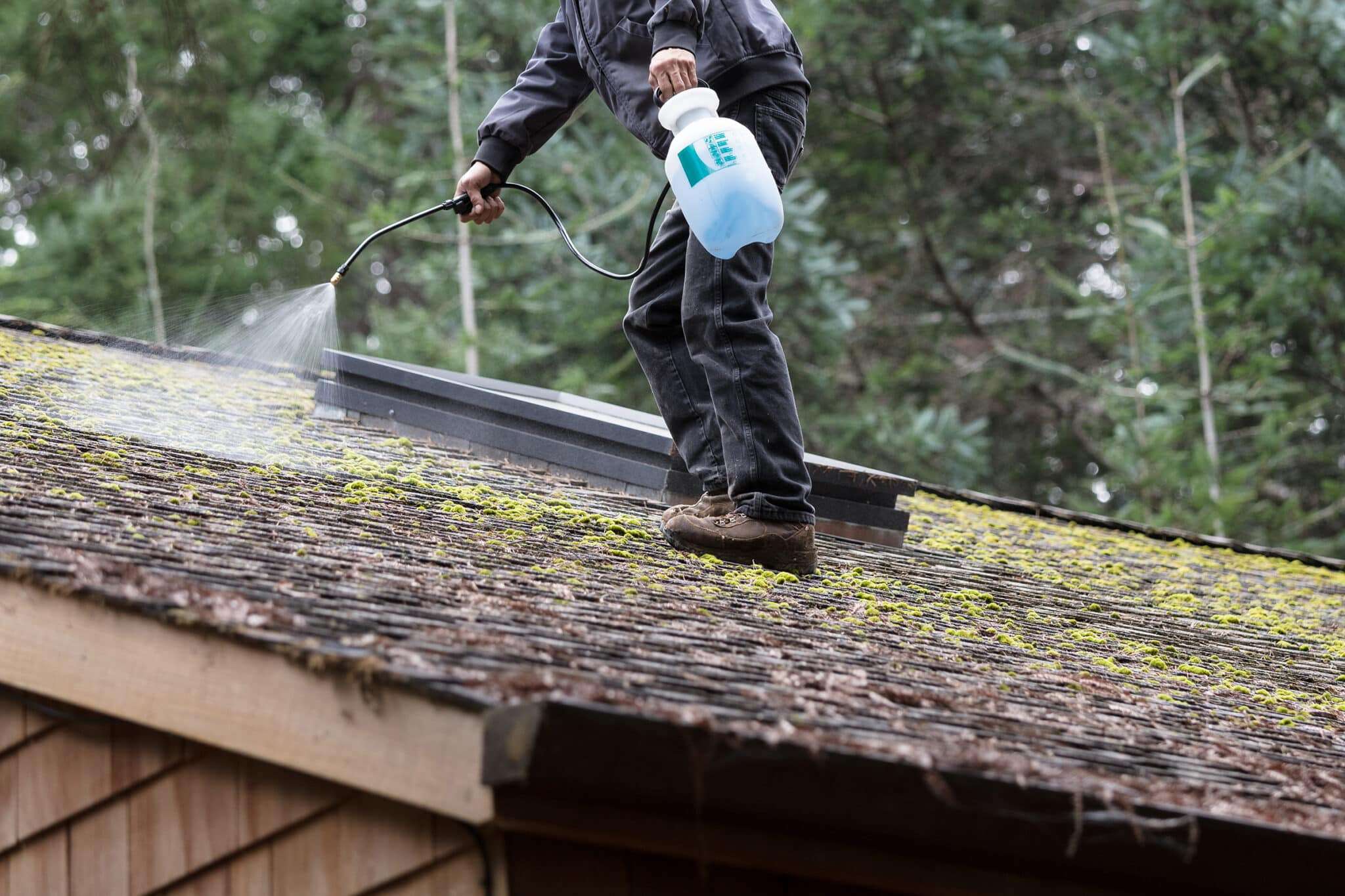 Moss-Roof