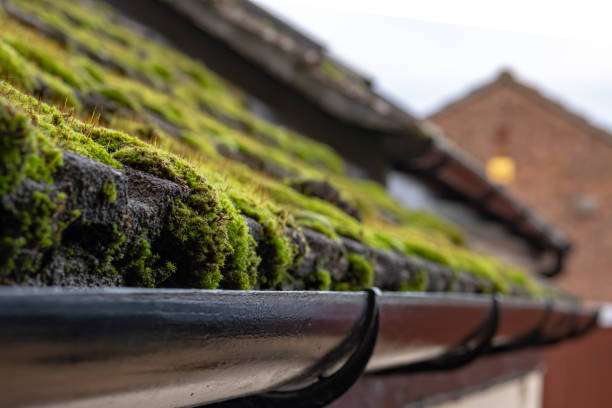 The moss is about to be removed and the guttering cleared of the moss build up.